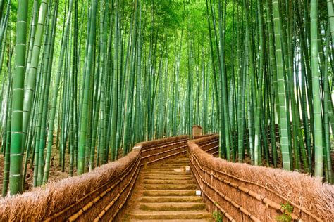 Le Jardin de la Forêt de Bambou: Un Sanctuaire Verd et un Souffle d'Évasion Exotique !