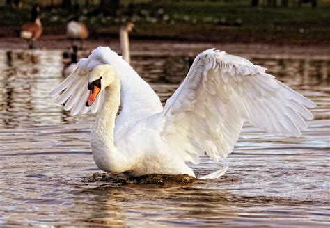 Le Parc des Cygnes Sauvages d'Yancheng : Un sanctuaire paisible pour observer la majesté de la nature !