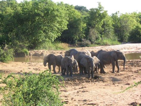  Le Parc National de Yankari: Une Réserve Naturelle Luxuriante et des Éléphants Majestueux!