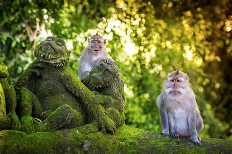 Le Temple des Dragons Volants : Un sanctuaire mystique niché au cœur de la nature !